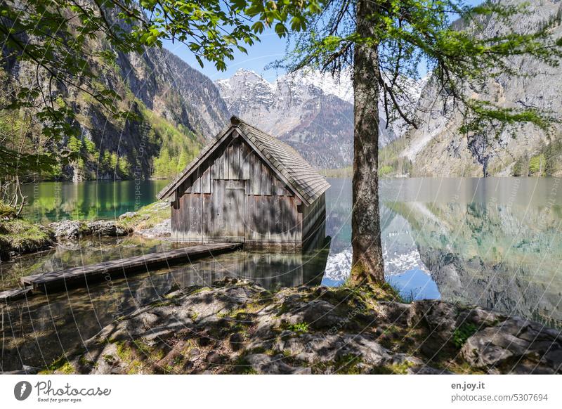 Bootshaus am Obersee Hütte See Bergsee Berchtesgadener Alpen Berchtesgadener Land Königssee Seeufer Berge Spiegelung im Wasser Berge u. Gebirge Bayern Baum