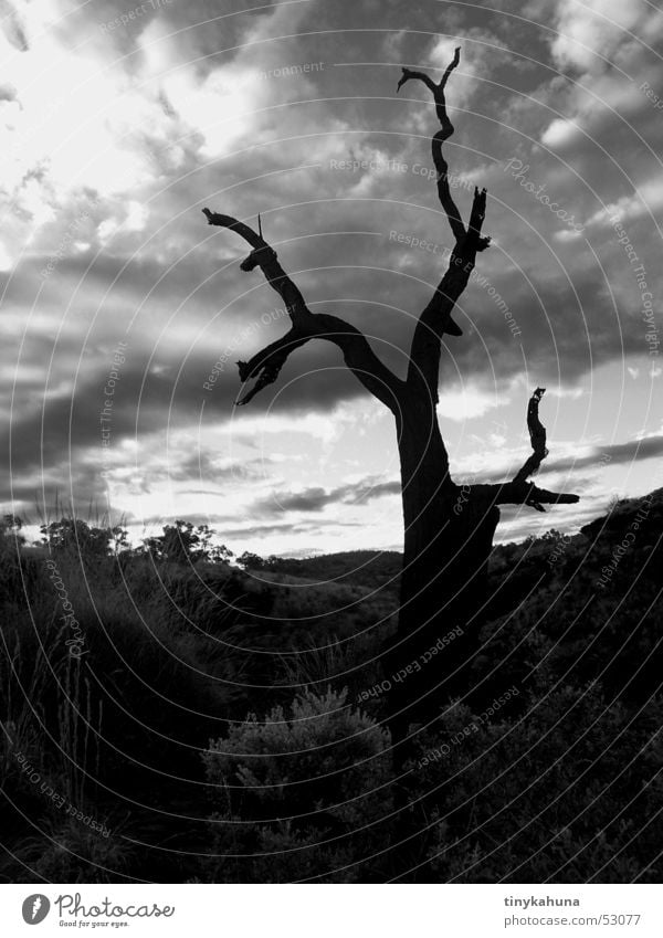 totes leben bedrohlich dunkel Baum morsch Tod Wolken tief Karijini Nationalpark Silhouette Himmel alt dünn Natur Schwarzweißfoto bw Landschaft