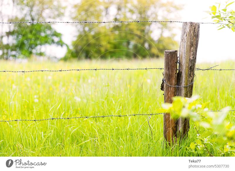 Auf der Weide weide grass zaun weidezaun grün baum tiere nutztiere frühling