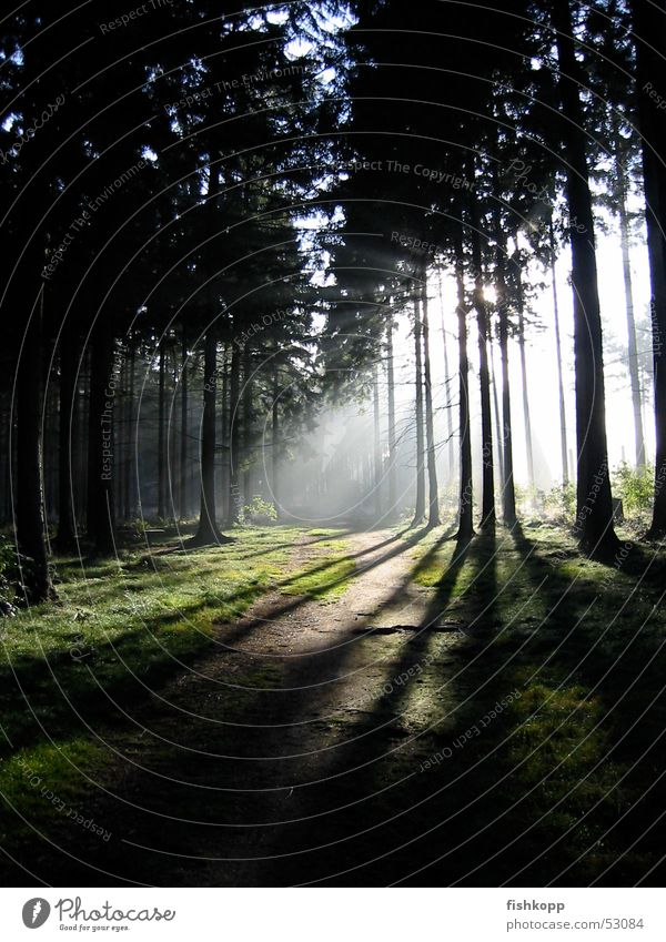 Lichteinfall Wald Waldlichtung Sonnenstrahlen Fußweg Märchenwald ruhig Waldspaziergang Energiewirtschaft