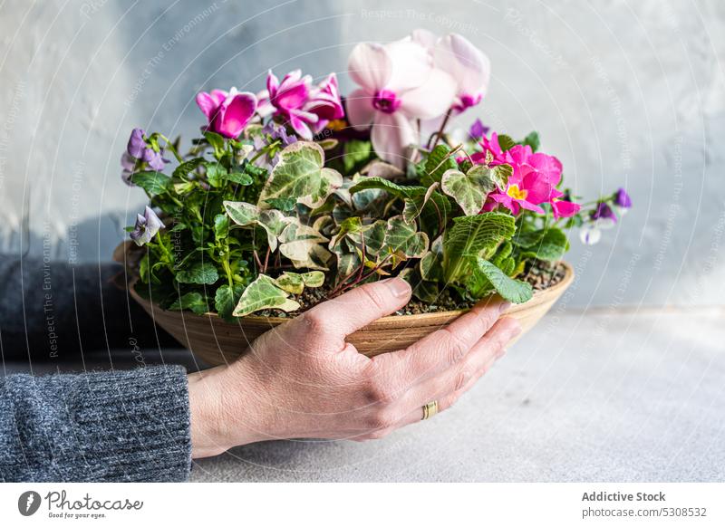 Frühling floral Zusammensetzung mit hellen Cyclamen Blume Frau Schönheit Blütezeit Kreen Alpenveilchen delikat aussehende festlich Flora geblümt frisch Geschenk