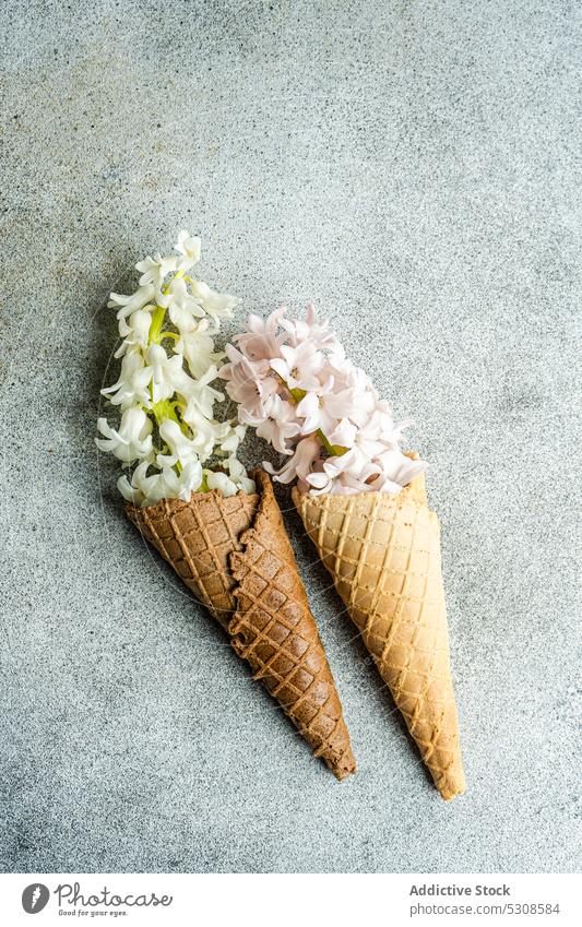 Kegelwaffel voller Hyazinthen Blume Hintergrund Schönheit Blütenknospen buld Postkarte Konzept Beton Zapfen festlich Flora geblümt Lebensmittel Feiertag