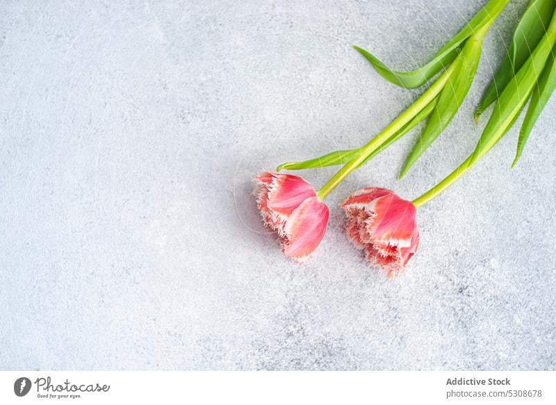 Blühende Tulpenblüte mit grünen Blättern auf dem Tisch Blume Blütezeit Vorbau abschließen Beton festlich flache Verlegung Flora geblümt Aroma frisch aromatisch