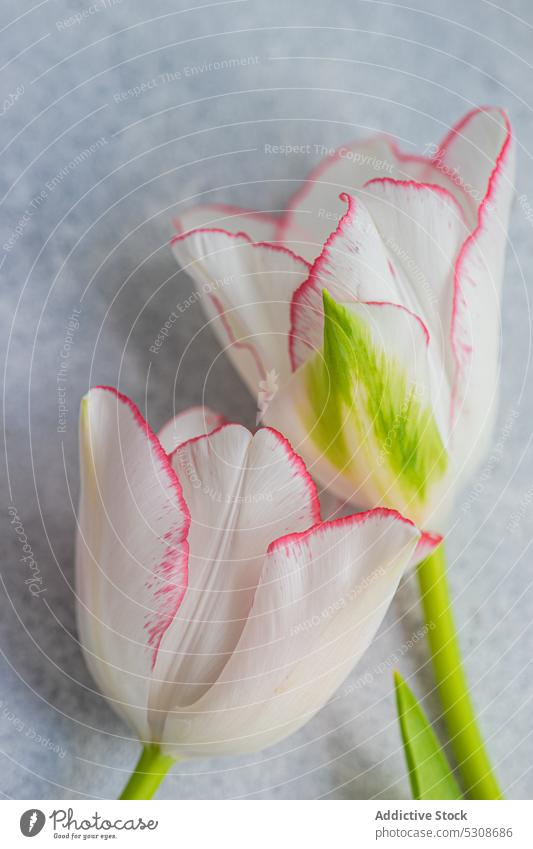 Blühende Tulpenblüte mit grünen Blättern auf dem Tisch Blume Blütezeit Vorbau abschließen Beton festlich flache Verlegung Flora geblümt Aroma frisch aromatisch