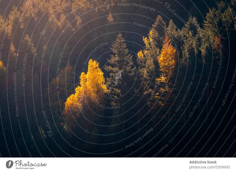 Majestätische Berglandschaft mit viel Grün Berge u. Gebirge Baum Herbst Wald Landschaft Natur farbenfroh Hochland spektakulär Pyrenäen fallen Nationalpark