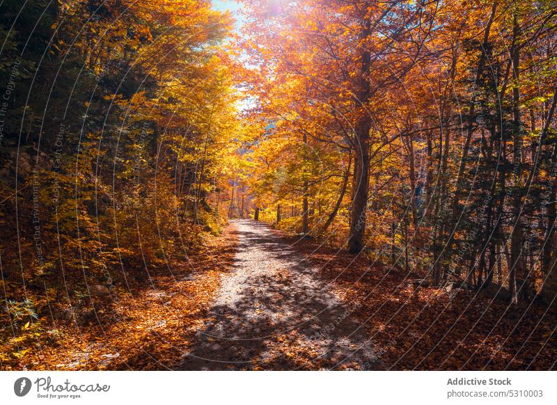 Herbstwald mit hellem Laub und Weg Wald Natur Baum Wälder malerisch Landschaft Umwelt fallen Odese Nationalpark vegetieren Saison farbenfroh eng Laubwerk