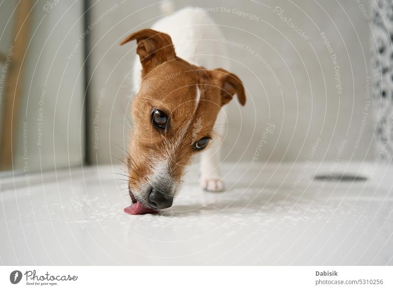 Hund in der Duschkabine. Haustier im Badezimmer waschen Dusche Lifestyle jack russell Reinrassig nass lustig Sauberkeit Wäsche waschen Haarwaschmittel Badewanne