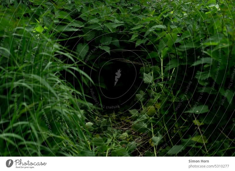 Dickicht aus Brennesseln Höhle Schneise grün Wiese geheimnisvoll dunkel Dunkelheit Pflanze Schatten Natur Grüntöne Unterholz Umwelt verborgen Flora Landschaft