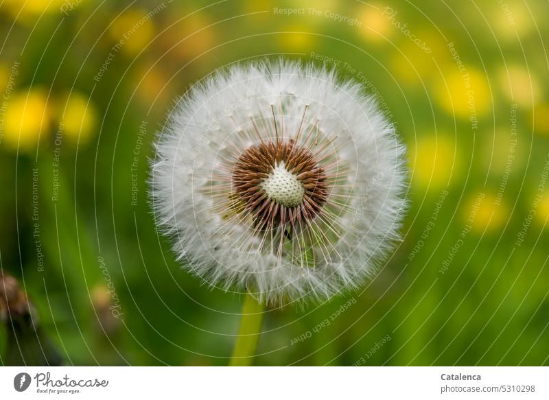 Pusteblume Flora Pflanze Blume Garten Blüte blühen Gras Wiese Tag Tageslicht verblühen Löwenzahn Grün Gelb Samen