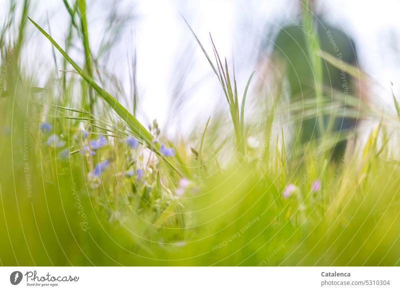 Wiese Lila Blatt verblühen Tageslicht Grün Blau Gras Garten Blume Blüte klein Gamander Ehrenpreis Wegerichgewächse Pflanze Flora Natur Gestalt entfernen