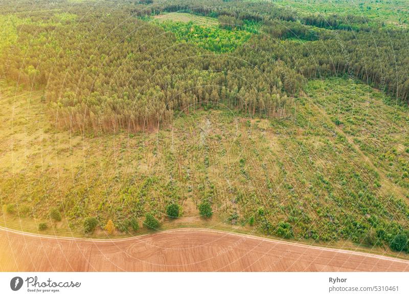 Luftaufnahme von Feld und Abholzung Bereich Zone Landschaft. Draufsicht auf ein Feld und eine grüne Kiefernwaldlandschaft. Groß angelegte industrielle Abholzung zur Ausweitung landwirtschaftlicher Flächen