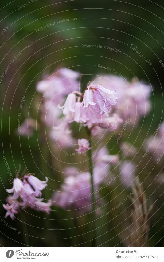 Mainfux | Rosa Blümchen Blumen Wildblumen Blütenkelche glockenförmige Blüten blühen Natur Frühling zarte Blüten blühend zarte Blumen natürliches Licht