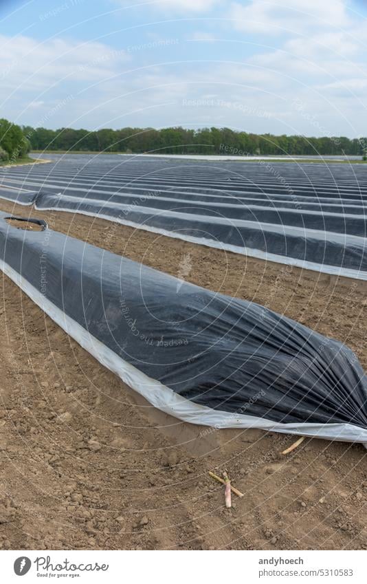 Weißer Spargel vor schwarzen Abdeckplanen Abdeckplanen auf einem Spargelfeld landwirtschaftlich Ackerbau beelitz biologisch Ernte kultivieren kultiviert