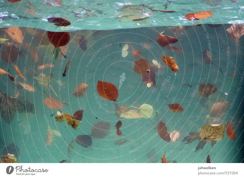 Herbstregen Wasser Baum Blatt Herbstlaub Wellen Teich Schwimmbad Schwimmen & Baden fallen tauchen dreckig Flüssigkeit kalt blau braun mehrfarbig gelb rot türkis