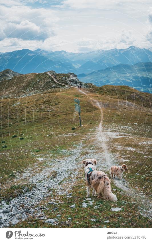 Australian Shepherd in den Alpen beim wandern Hund Berge u. Gebirge Tierporträt Haustier Farbfoto Außenaufnahme Rassehund niedlich red merle hütehund Urlaub