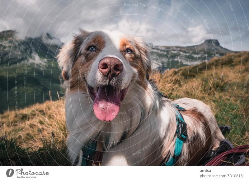 Australian Shepherd in den Alpen beim wandern Hund See Berge u. Gebirge Tierporträt Haustier Farbfoto Außenaufnahme Rassehund niedlich red merle hütehund Urlaub