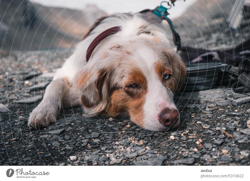 Australian Shepherd in den Alpen beim wandern Hund See Berge u. Gebirge Tierporträt Haustier Farbfoto Außenaufnahme Rassehund niedlich red merle hütehund Urlaub