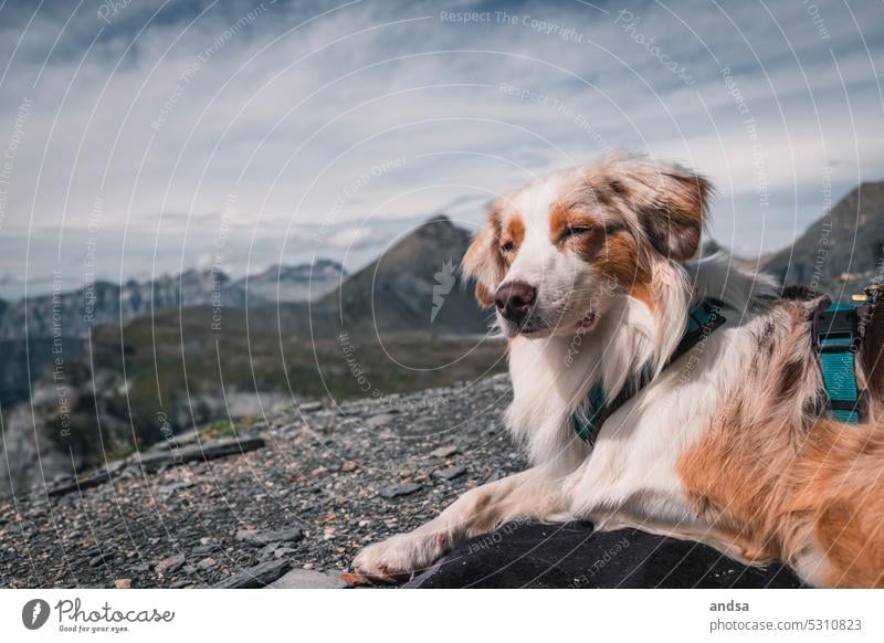 Australian Shepherd in den Alpen beim wandern Hund See Berge u. Gebirge Tierporträt Haustier Farbfoto Außenaufnahme Rassehund niedlich red merle hütehund Urlaub