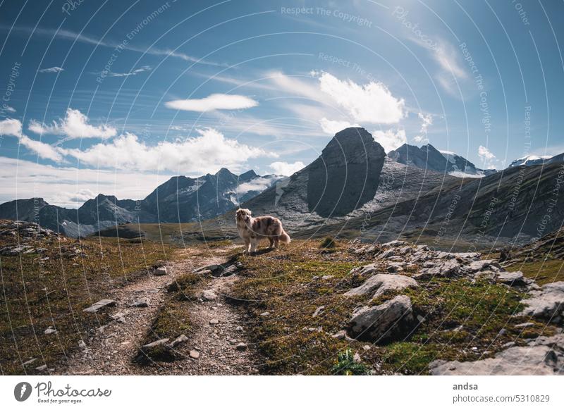 Australian Shepherd in den Alpen beim wandern Hund Berge u. Gebirge Tierporträt Haustier Farbfoto Außenaufnahme Rassehund niedlich red merle hütehund Urlaub