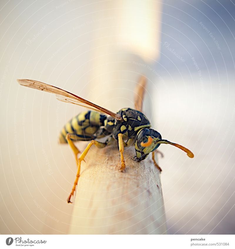 piekst | gewaltig Natur Tier 1 Zeichen Gefühle stechen Schmerz Wespen Gift Aggression Insekt gefährlich Farbfoto Außenaufnahme Makroaufnahme Textfreiraum oben