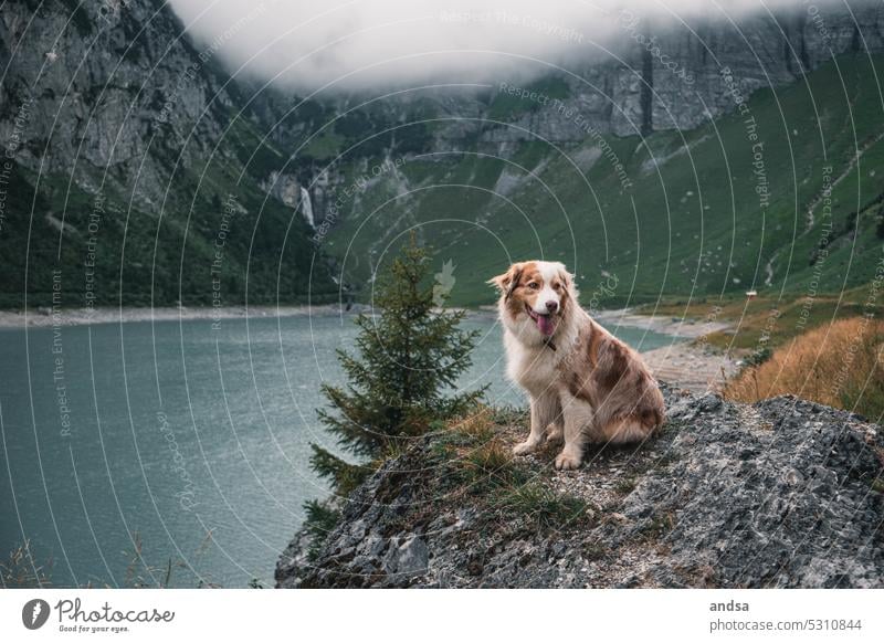 Australian Shepherd vor einem See Hund Berge u. Gebirge wandern Tierporträt Haustier Farbfoto Außenaufnahme Rassehund niedlich red merle hütehund