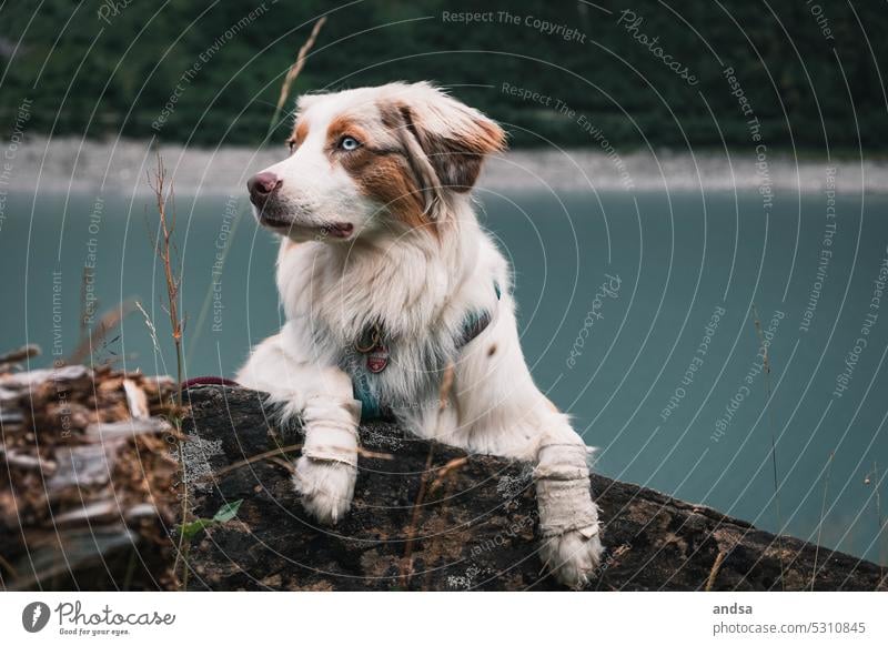 Australian Shepherd vor einem See Hund Berge u. Gebirge wandern Tierporträt Haustier Farbfoto Außenaufnahme Rassehund niedlich blaue augen red merle hütehund