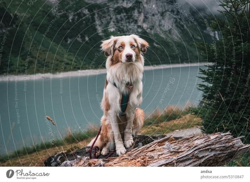 Australian Shepherd vor einem See Hund Berge u. Gebirge wandern Tierporträt Haustier Farbfoto Außenaufnahme Rassehund niedlich blaue augen