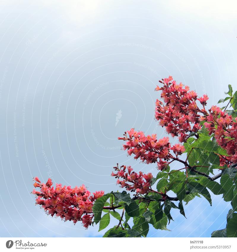 MainFux |Rotblühende Kastanie Zweige rotblühende Rosskastanie Aesculus x carnea Sorten blauer Himmel Blütenrispen Blätter grün handförmig gefiedert