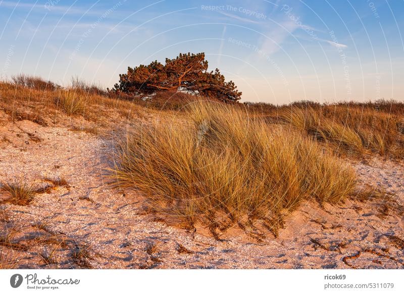 Strand in Kloster auf der Insel Hiddensee Küste Ostsee Mecklenburg-Vorpommern Baum Düne Dünengras Ostseeküste Meer Frühling Himmel Wolken blau Landschaft Natur