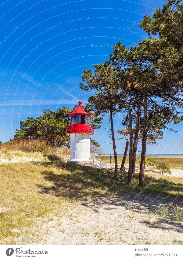 Der Leuchtturm Gellen auf der Insel Hiddensee Quermarkenfeuer Strand Küste Ostsee Neuendorf Mecklenburg-Vorpommern Baum Windflüchter Ostseeküste Meer Frühling