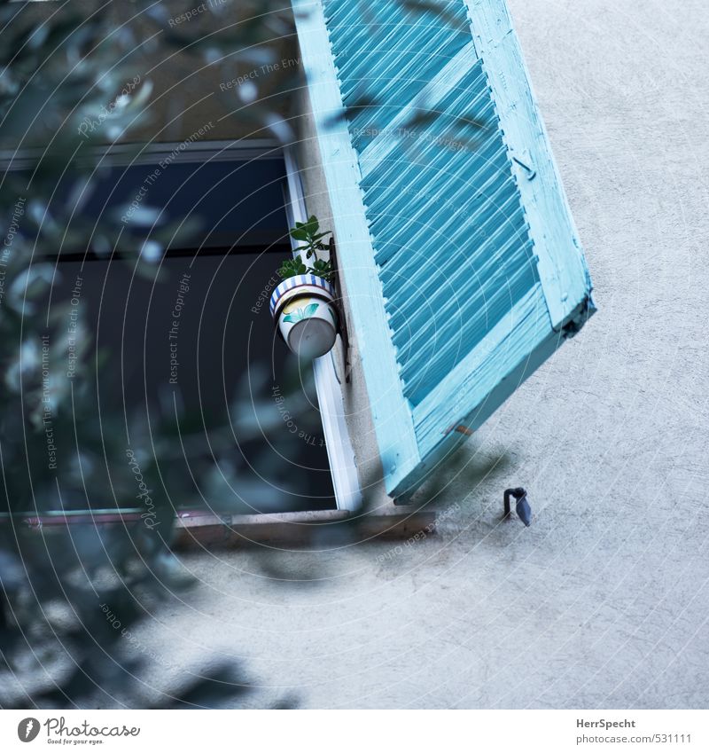 Gärtchen klein, hing allein... Pflanze Blatt Grünpflanze Topfpflanze Haus Mauer Wand Fenster schön Fensterladen aufhängen Fenstersims Ast Durchblick offen