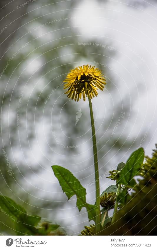 Froschperspektive | blühender Löwenzahn Blume Taraxacum officinale Nahaufnahme Blüte Pflanze Natur Wildpflanze Frühling Himmel grün gelb Pusteblume