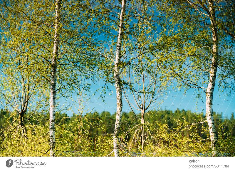 Birke Bäume, die in Wasser während der Frühjahrsflut Hochwasser stehend. Reflexion von Bäumen Wälder in Wasser Flut während eines Frühlings Hochwasser. Schöne Frühlingslandschaft mit Reflexion in Fluss. Überschwemmung See oder Fluss