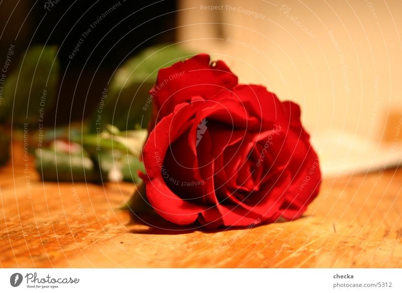 Rose Freizeit & Hobby Lebensfreude schön Begierde Rose Rot Liebe Blume Blüte Blühend rot Farbfoto Innenaufnahme Valentinstag