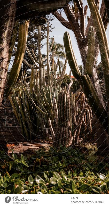 Insel Madeira Portugal Botanischer Garten Jardim Botânico da Madeira (Rui Vieira) Tourismus Natur Portugiesisch Madeira-Insel Europa Funchal wandern Reiseziel