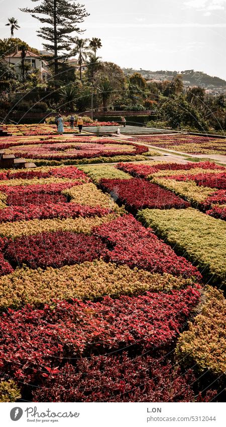 Insel Madeira Portugal Botanischer Garten Jardim Botânico da Madeira (Rui Vieira) Tourismus Natur Portugiesisch Madeira-Insel Europa Funchal wandern Reiseziel