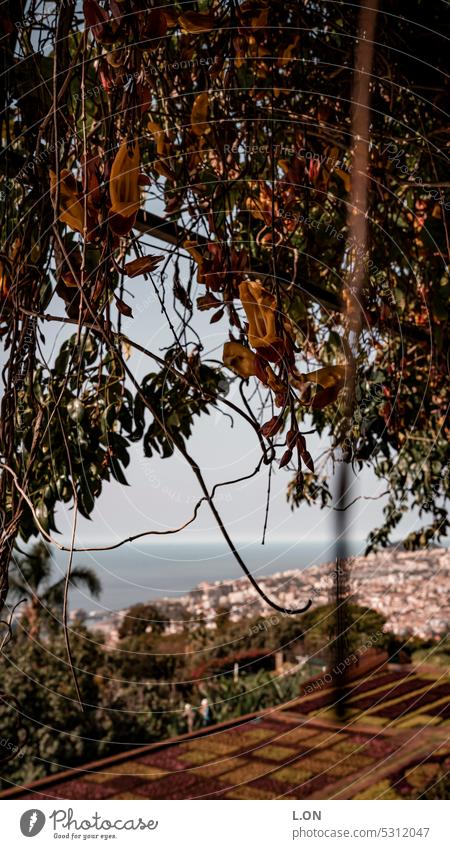 Insel Madeira Portugal Botanischer Garten Jardim Botânico da Madeira (Rui Vieira) Tourismus Natur Portugiesisch Madeira-Insel Europa Funchal wandern Reiseziel