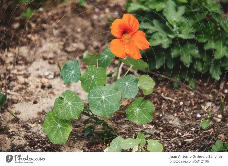 Schöne Wildblumen schmücken Parks und Gärten Feldblume umgebungsbedingt Schönheit Natur Blütezeit Tierwelt Sommerzeit im Freien blüht ländlich malerisch