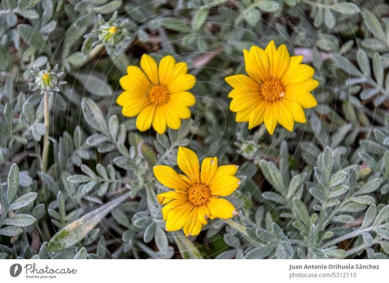 Schöne Wildblumen schmücken Parks und Gärten Gänseblümchen Feldblume umgebungsbedingt Schönheit Natur Blütezeit Tierwelt Sommerzeit im Freien blüht ländlich