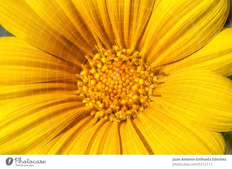 Schöne Wildblumen schmücken Parks und Gärten Gänseblümchen Feldblume Makro Nahaufnahme umgebungsbedingt Schönheit Natur Blütezeit Tierwelt Sommerzeit im Freien