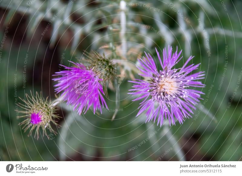 Schöne Wildblumen schmücken Parks und Gärten Roséwein rosa Stachelige Kratzdistel Feldblume umgebungsbedingt Schönheit Natur Blütezeit Tierwelt Sommerzeit