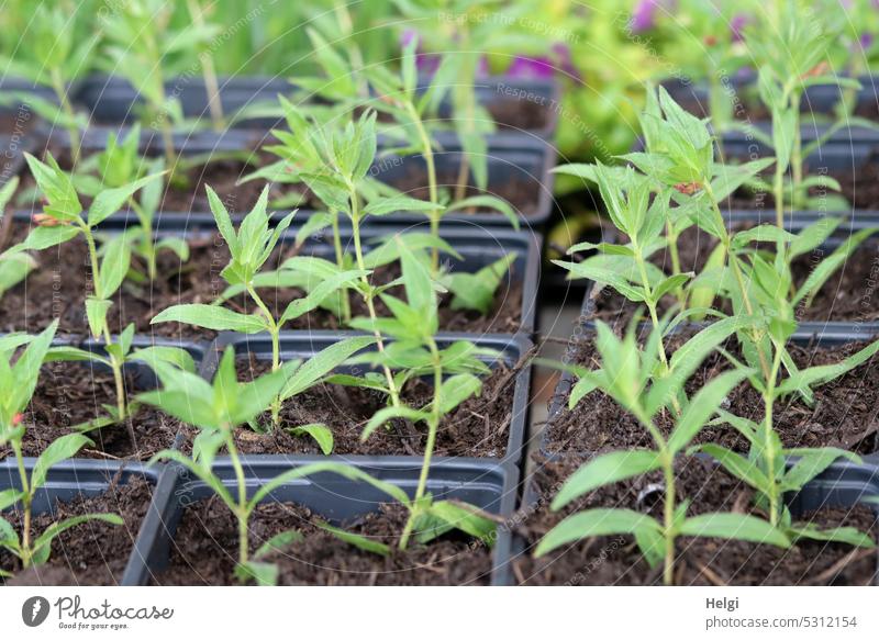 Sammlung | ... von kleinen Pflanzen in Anzuchttöpfen Pflanzenzucht Aussaat Topf Blumenerde wachsen Wachstum kultivieren Blatt sprießen Frühling Keimling grün