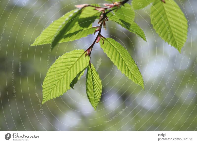 zartgrüne Frühlingsblätter vom Hainbuchenblättrigen Ahorn an einem Zweig Blatt Hainbuchenblättriger Ahorn frisch Mai Maigrün Bokeh Natur Pflanze Baum