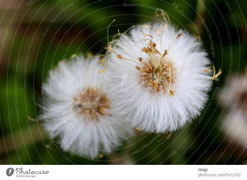 Huflattich-Fruchtstand Tussilago farfara Korbblütler Samenstand Pusteblume Frühjahrsblume Heilpflanze krautige Pflanze Schirmchen Frühling Natur zart