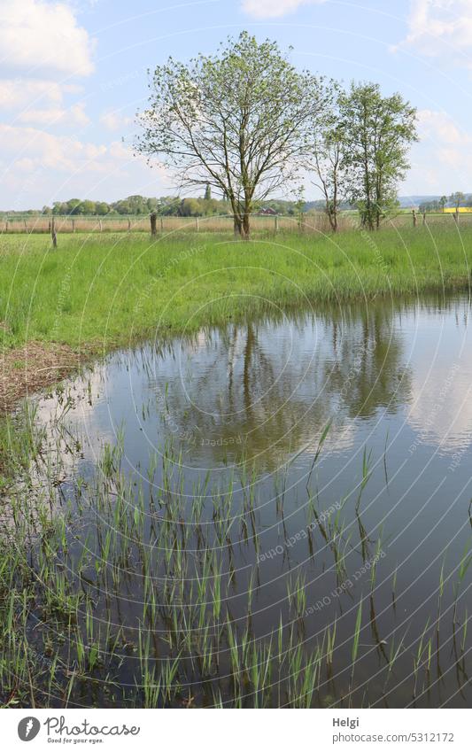 zwei Bäume auf einer Wiese mit Spiegelung in einem Teich Baum See Wasser Biotop Schilf Himmel Weide Zaun schönes Wetter Frühling Wolken Natur