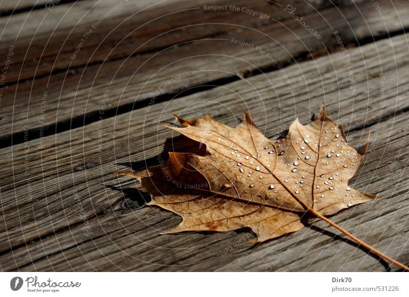 Nach dem Schauer Herbst Regen Blatt Ahornblatt Herbstlaub Kanada Wege & Pfade Steg Balken Holzbrett Wasser Tropfen Wassertropfen Tau glänzend liegen dehydrieren