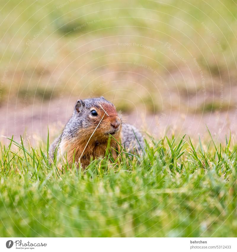 ich hab gras im gesicht, ich bin gut versteckt Jasper National Park Tierporträt Kanada Nahaufnahme Tierschutz Tierliebe Farbfoto beobachten Neugier