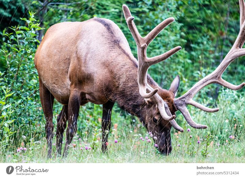 gewaltig Jasper National Park Abenteuer Freiheit Kanada wandern Berge u. Gebirge Wald Bäume Landschaft Nordamerika Farbfoto Rocky Mountains Natur Außenaufnahme