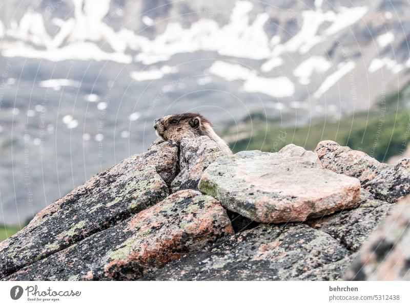 urmel murmel Jasper National Park Alberta Nordamerika Landschaft fantastisch Außenaufnahme Kanada besonders Farbfoto Ferien & Urlaub & Reisen Freiheit Gipfel