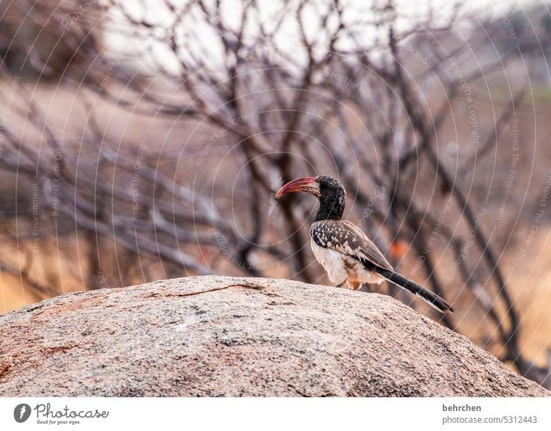 tiergeschichten monteiro-toko Tierschutz Tierliebe Ferien & Urlaub & Reisen besonders Natur Freiheit Abenteuer Farbfoto reisen Fernweh Ferne Afrika Wildnis